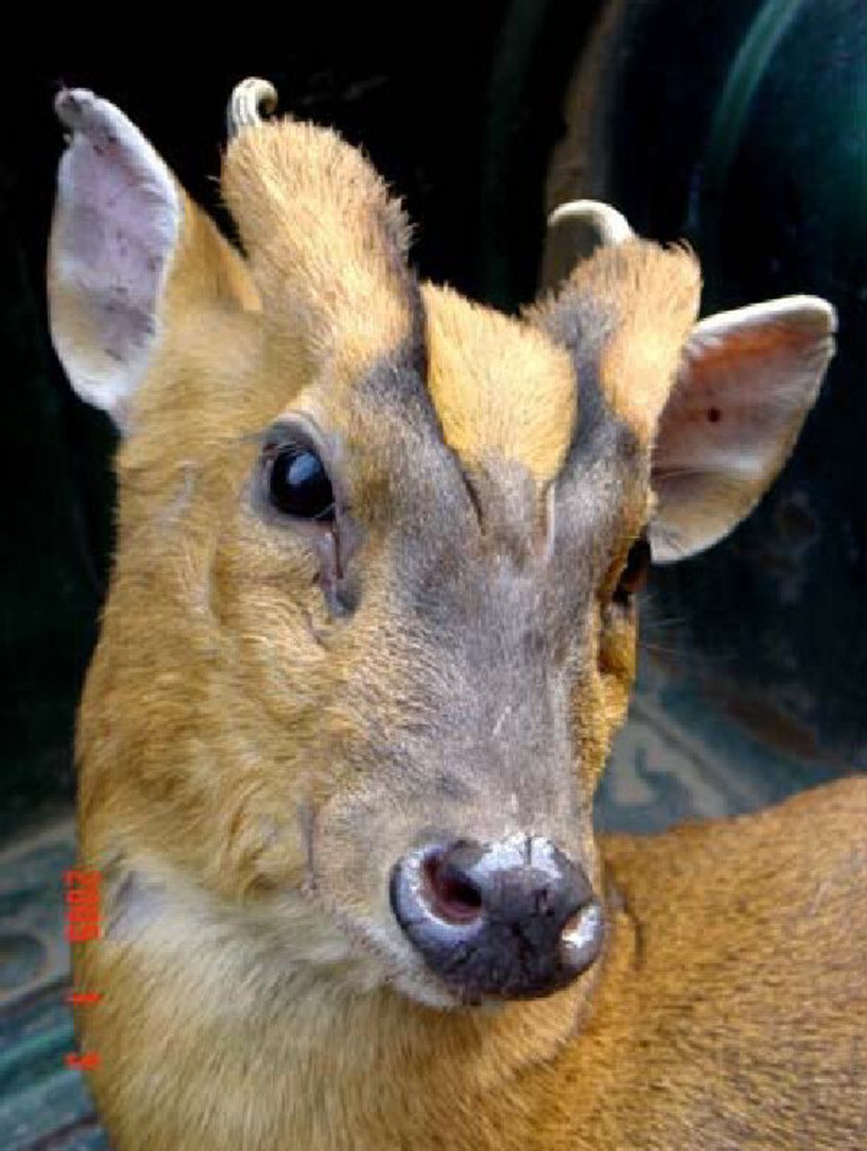 每天读对一个词597 麂皮-拼音  【释义】 麂皮是一种野生动物麂的皮