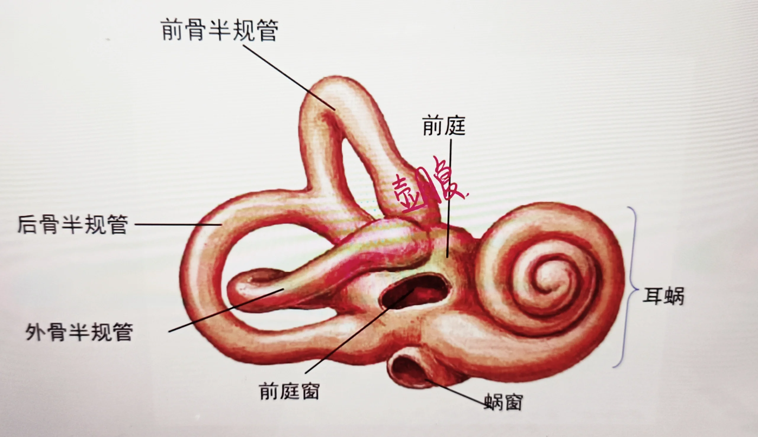 膜迷路图片