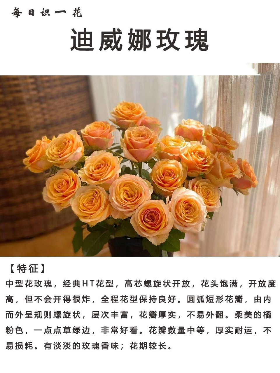 day085|每日识一花|迪威娜玫瑰 迪威娜属于黄粉渐变玫瑰,低饱和度和