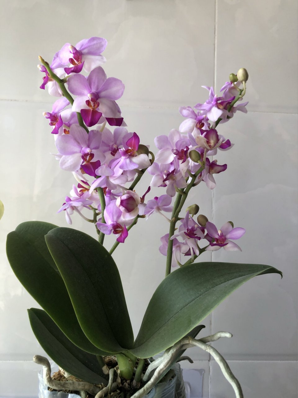 小粉蝶(贝瑞王子)蝴蝶兰