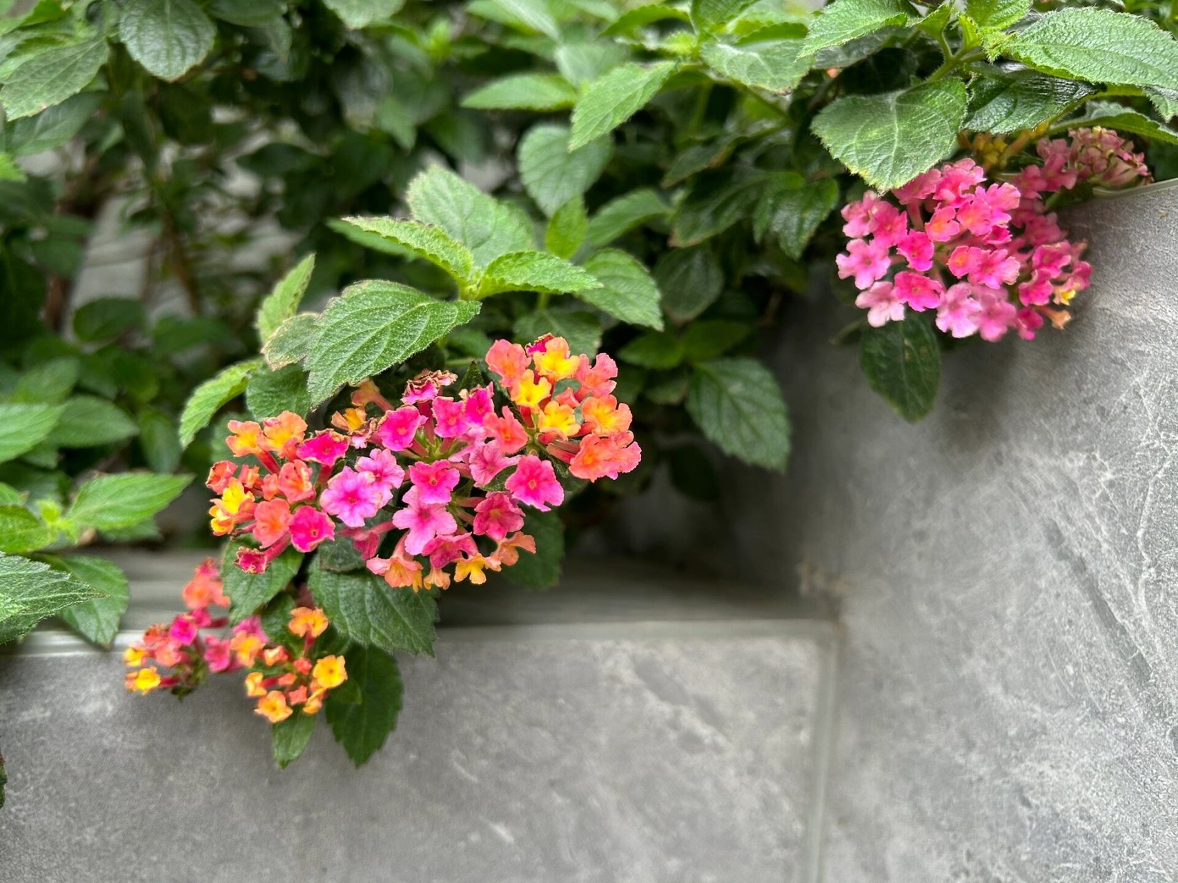 五角梅 又开了,一直开……唯一缺点这叶子我每次碰到都手痒