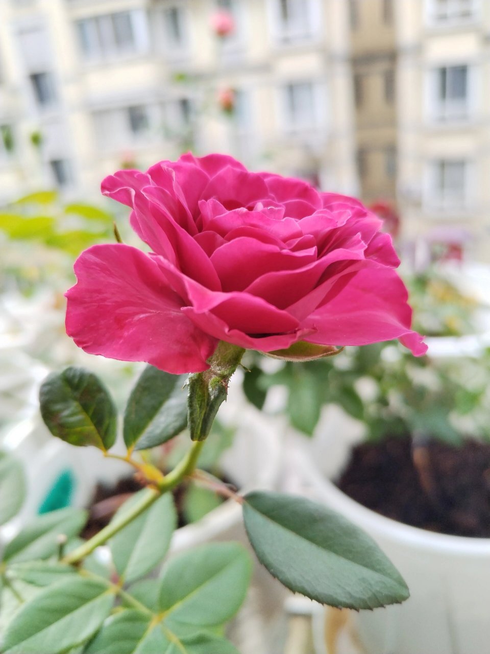 珍贵时刻 | 月季 复古紫色,比较魅惑.