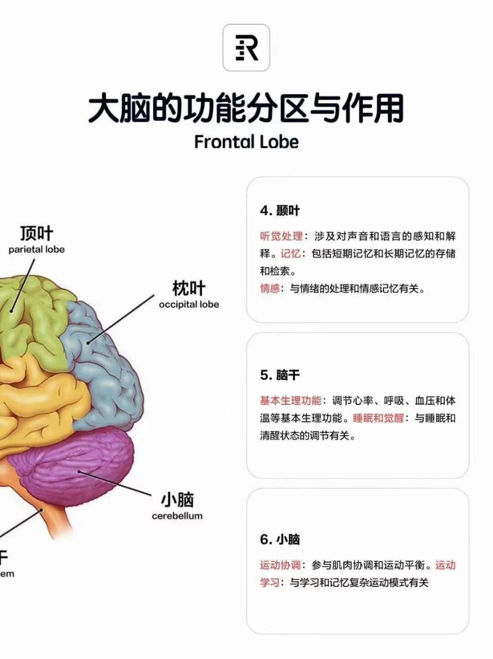 大脑皮质的功能定位图图片