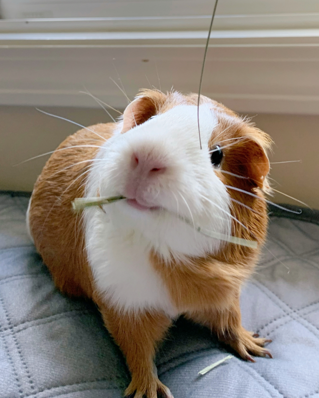 豚鼠荷兰猪喂食知多少 98豚鼠基本喂食      