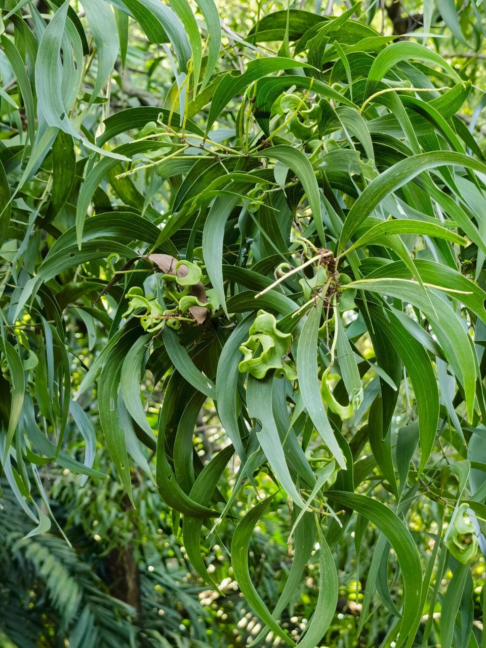 大叶相思 又名耳叶相思,耳荚相思,豆科金合欢属,见《华南植物园导赏