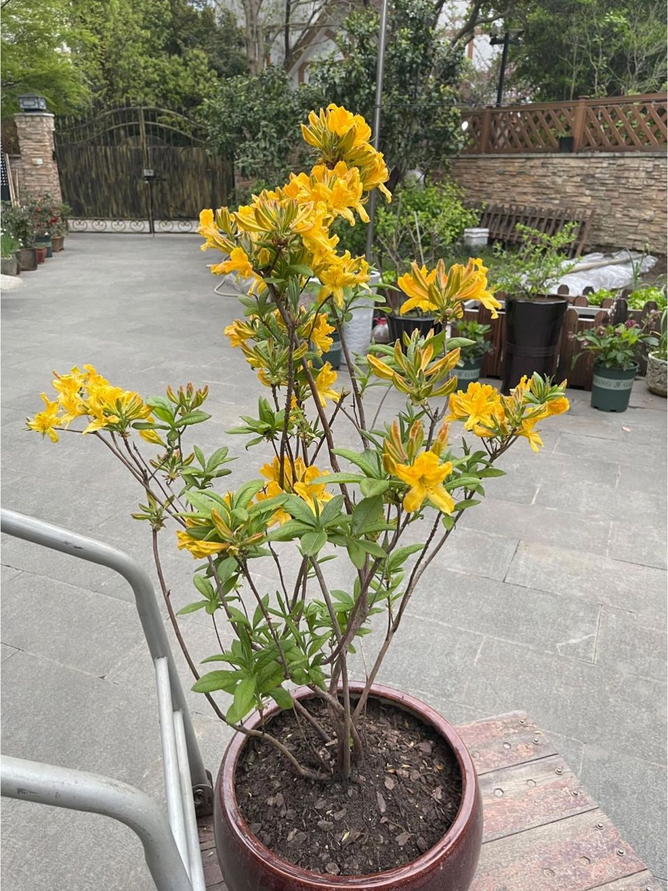 今日识花|羊踯躅黄花杜鹃 杜鹃花科,羊踯躅,因叶较