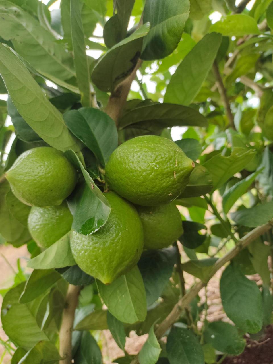 图文掘金计划 广东香水柠檬 抖音助农 水果 田园生活