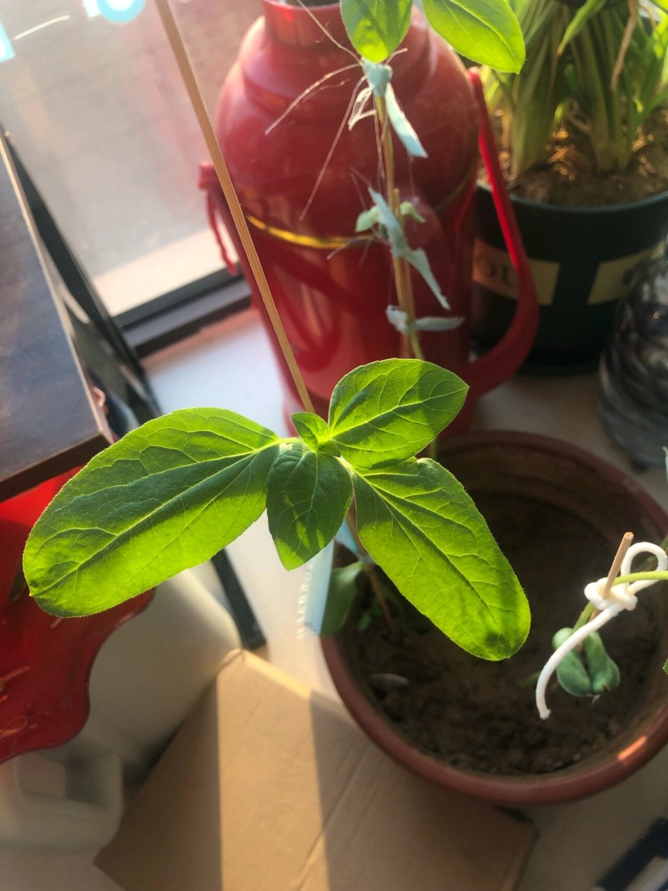 种葵花籽 我的瓜子发芽了,好开心,去干货店买东西,顺便给老板娘要了几