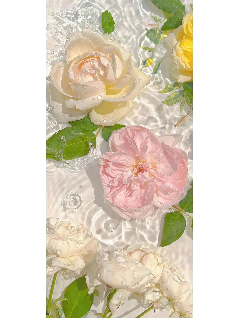 手机壁纸墙纸锁屏   分享几张好看花花手机壁纸 吼吼看