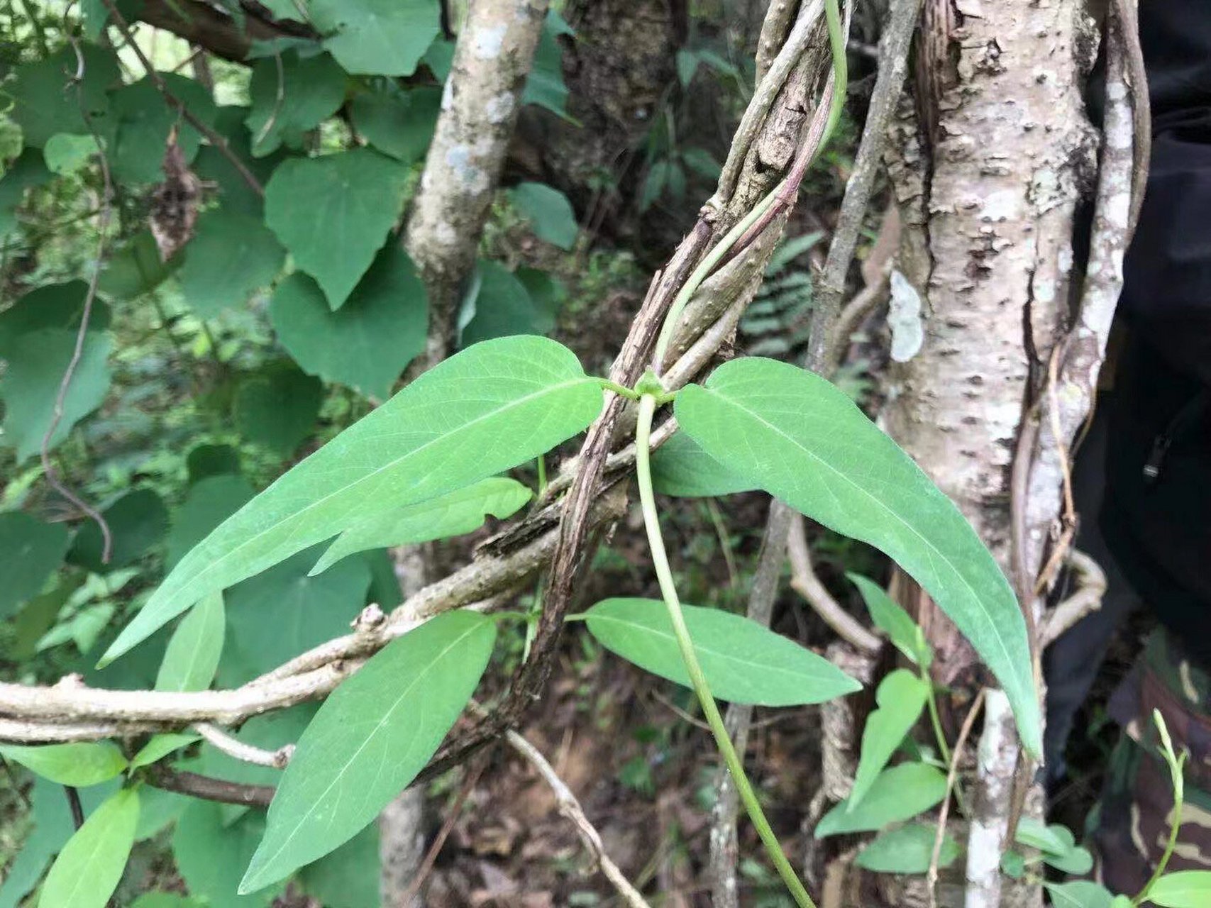 魚眼草,2.倒提壺,3.糯米草,4.銅錘草,5.雞屎藤,6.飛龍掌血,7.