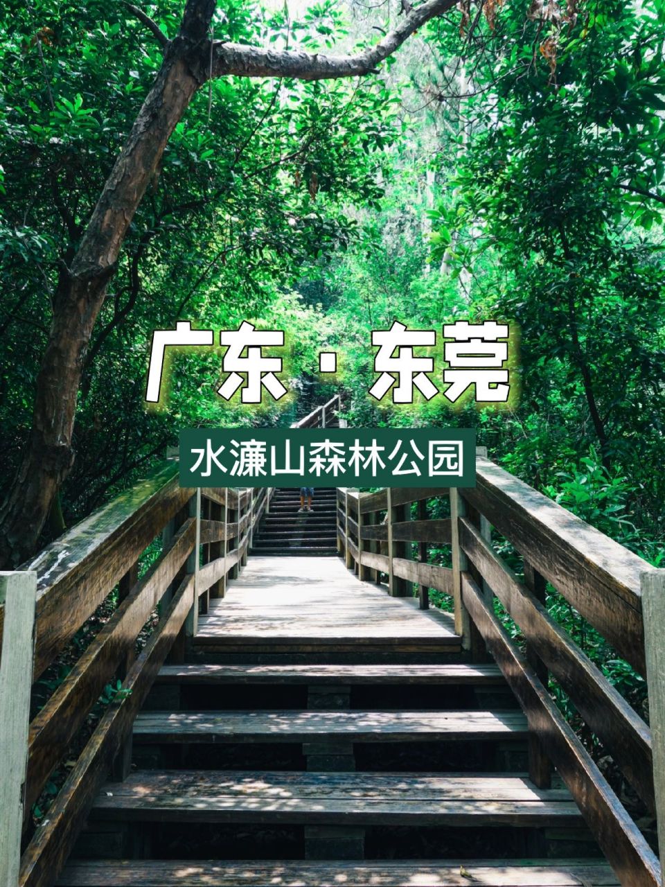 东莞旅游攻略|水濓山森林公园  水濂山的树高,像原始森林一样,爬山