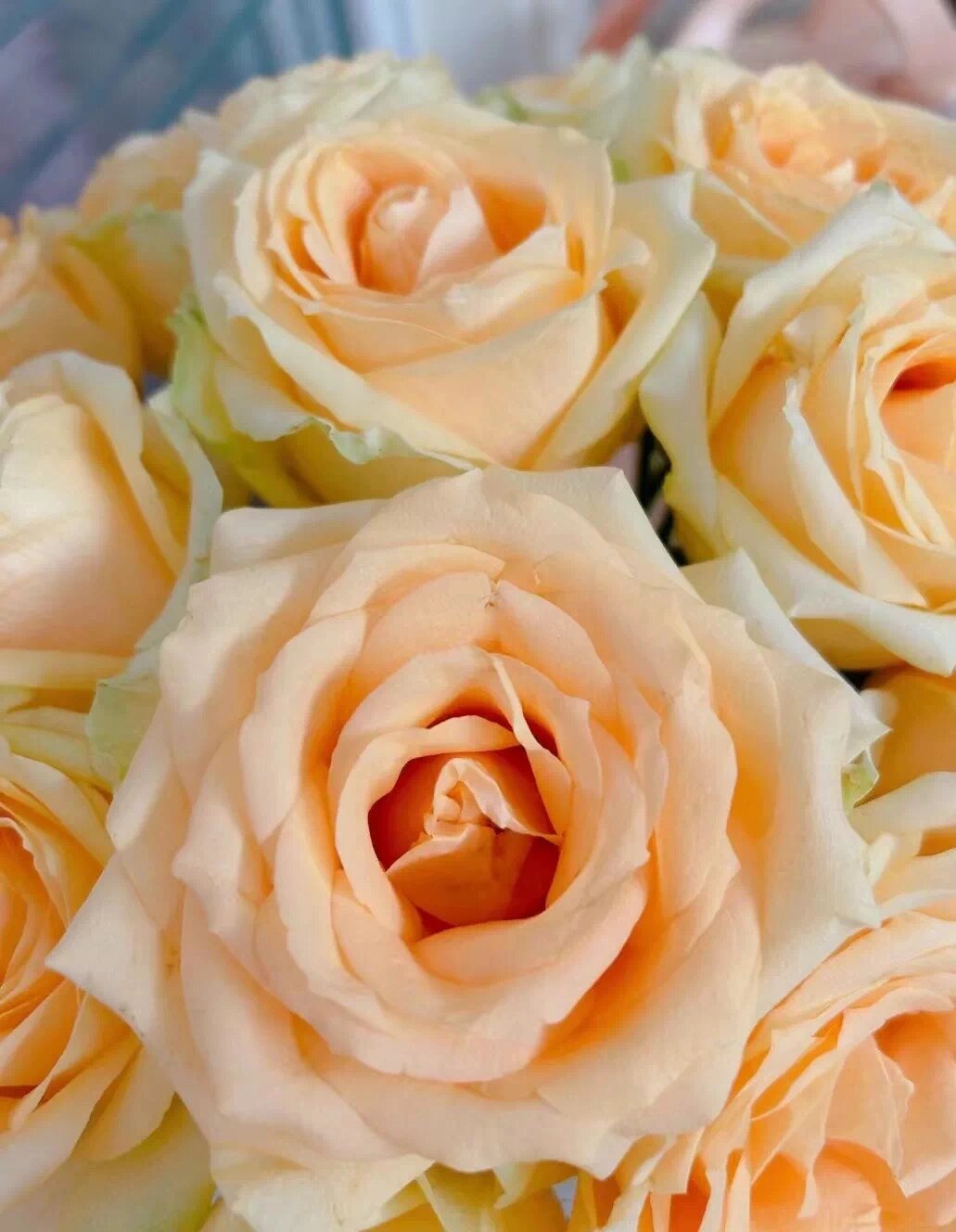 玫瑰品种介绍———蜜桃雪山(香槟玫瑰