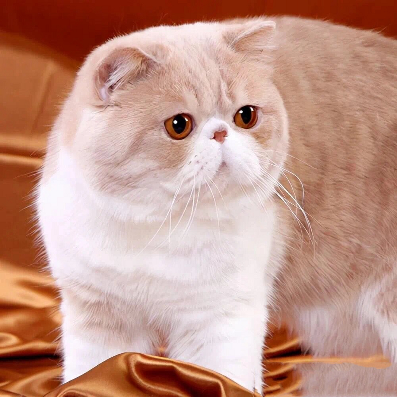 科普简述----猫中明星 加菲猫 garfield "记得我第一次认识加菲猫是在