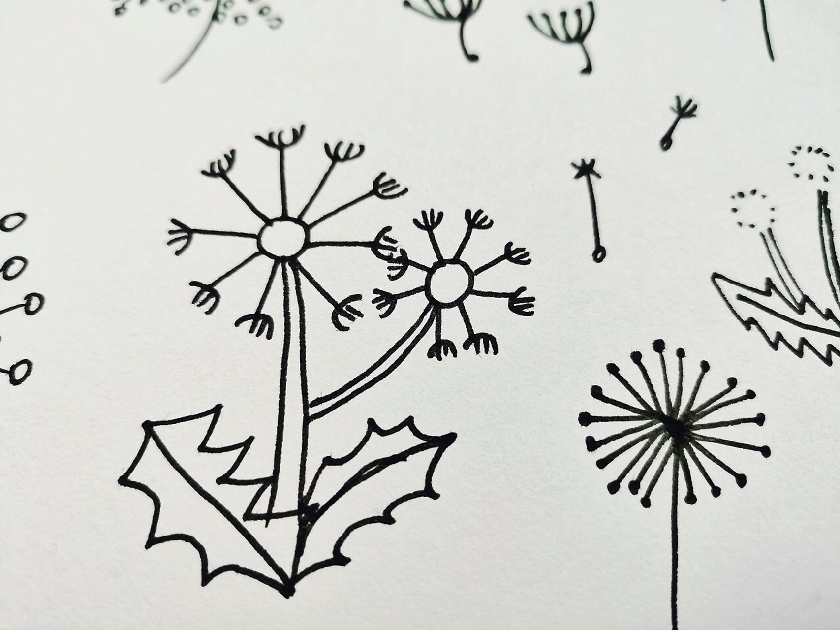 幼师day100---简笔画:蒲公英 蒲公英的种子是自由的,随风飘扬,飘向