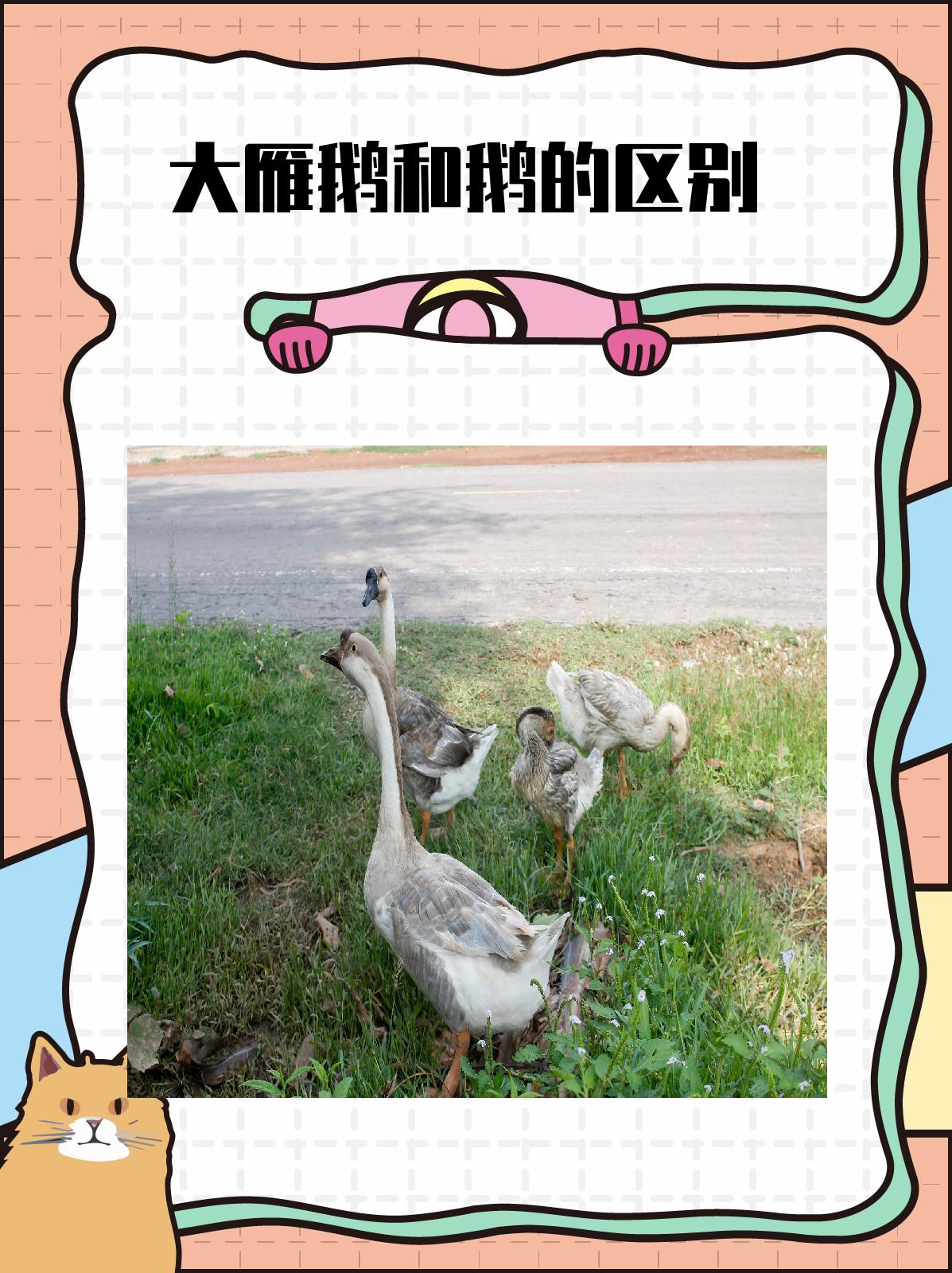 大雁鹅和鹅的区别
