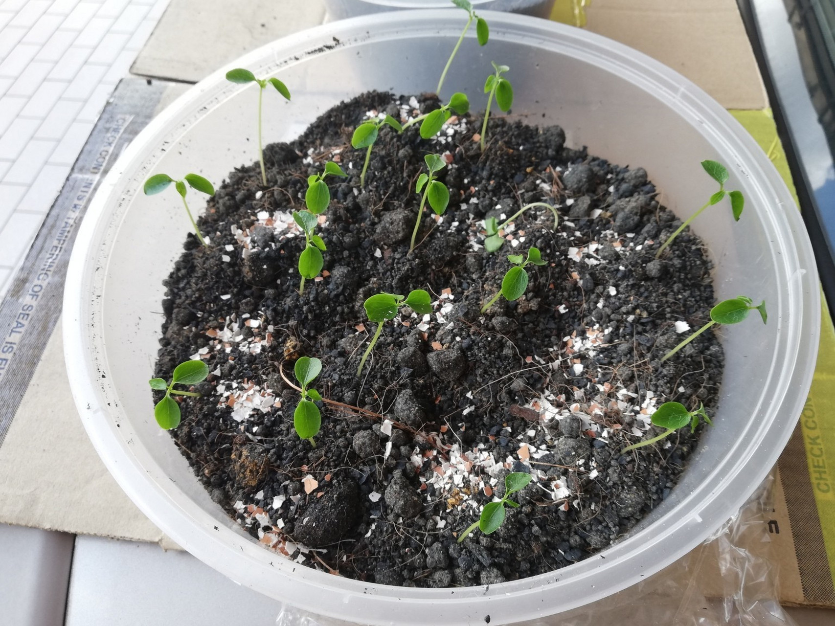 第二次尝试种木瓜90感觉幼苗摇摇欲坠 2个月前尝