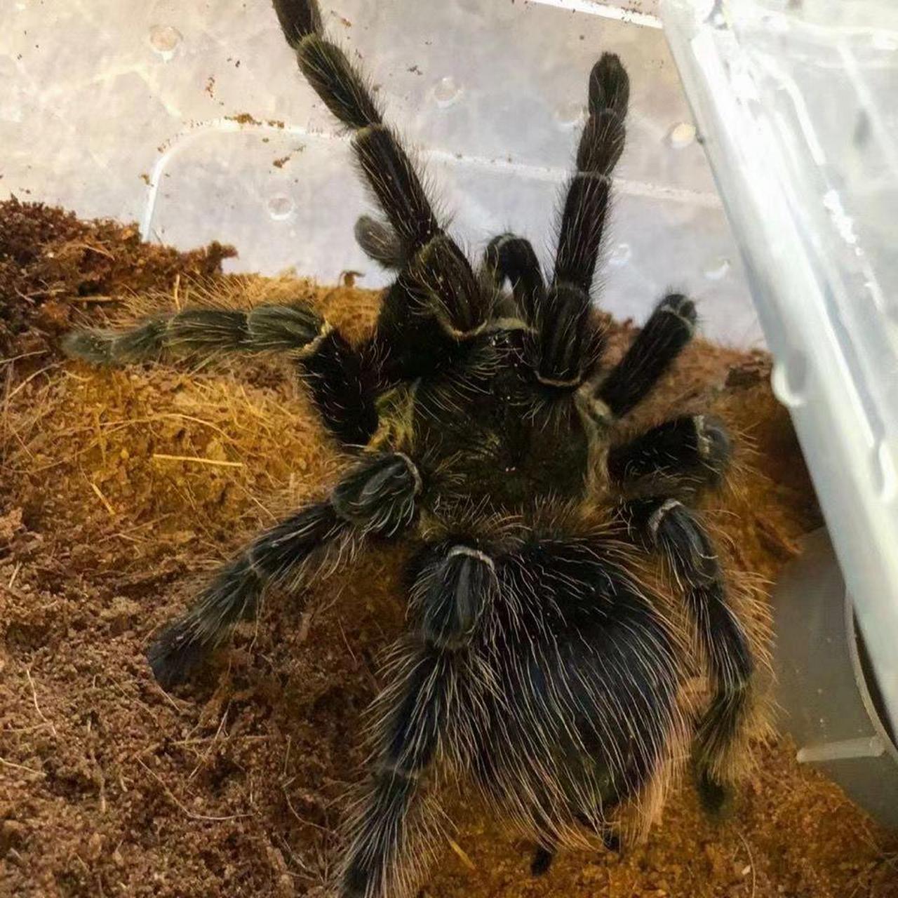 今天呢,我来个大家说一下如何饲养蜘蛛  	 借鉴请提前告知 蜘蛛对环境