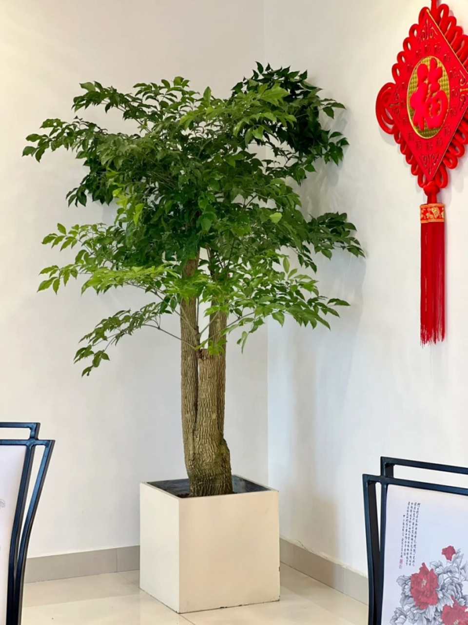 富贵树图片 🌴🌴富贵树的树冠圆整,展开的叶片向伞一般,羽叶大而