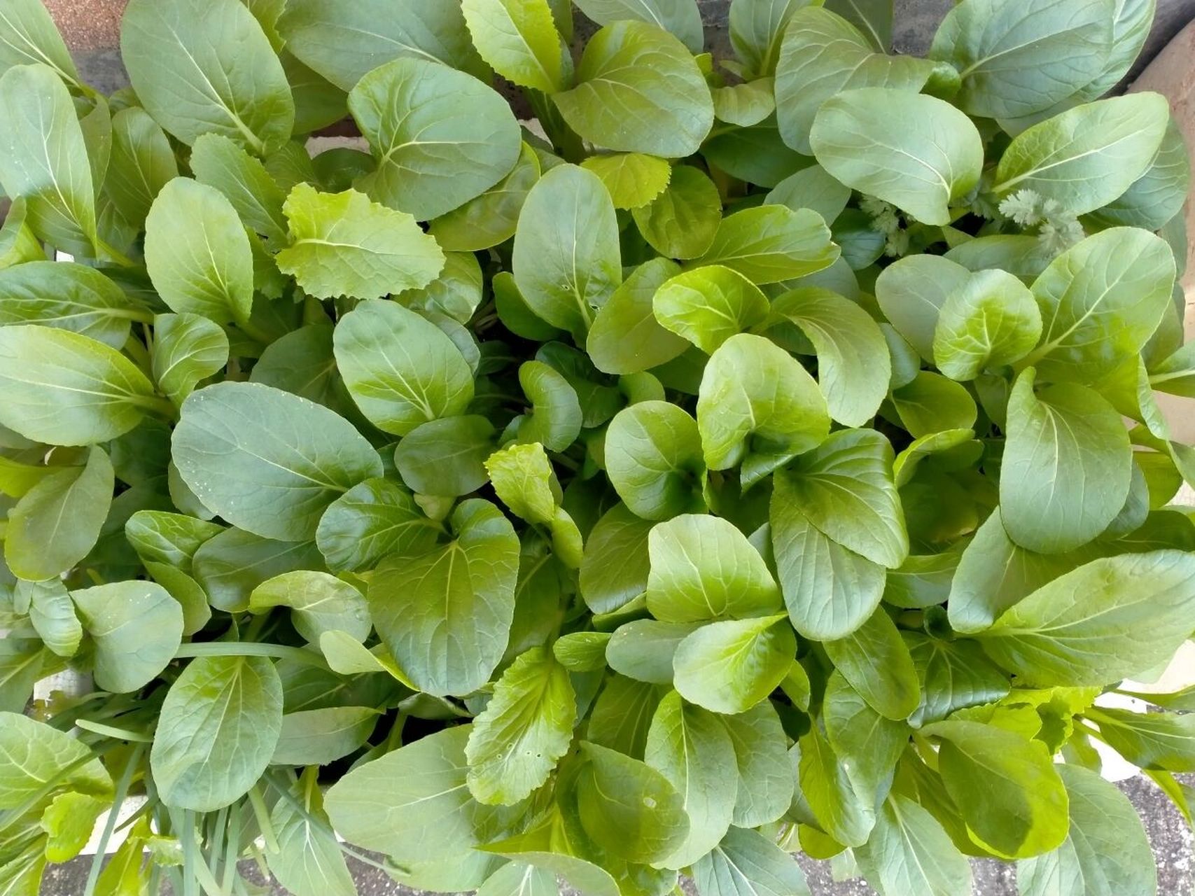 鸡毛菜一年四季皆可种植 鸡毛菜是十字花科植物小白菜或青菜幼苗俗称