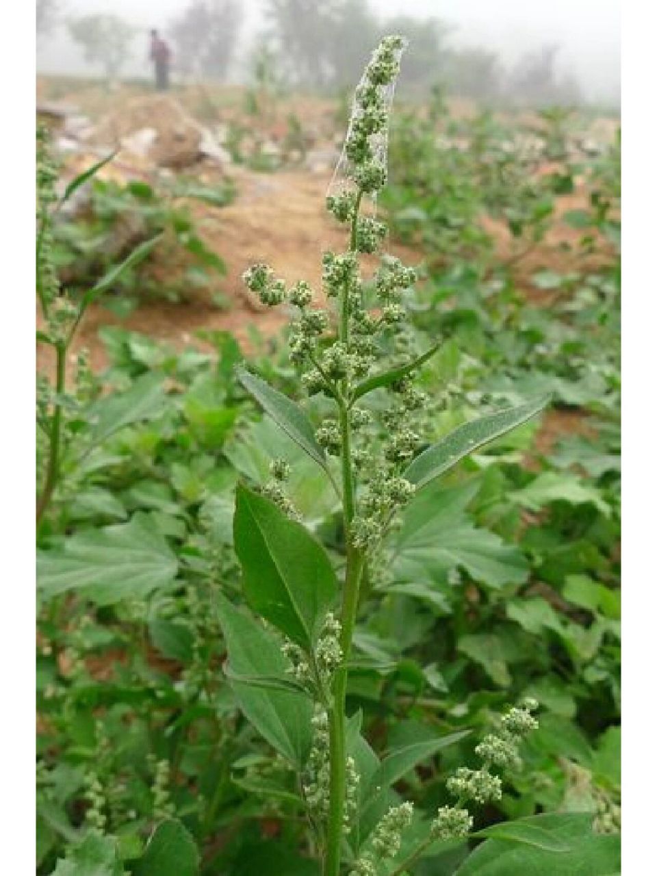 本草纲目—藜 ✨藜别名:落藜,胭脂菜,灰藜,灰蓼头草,灰菜,灰条菜. 