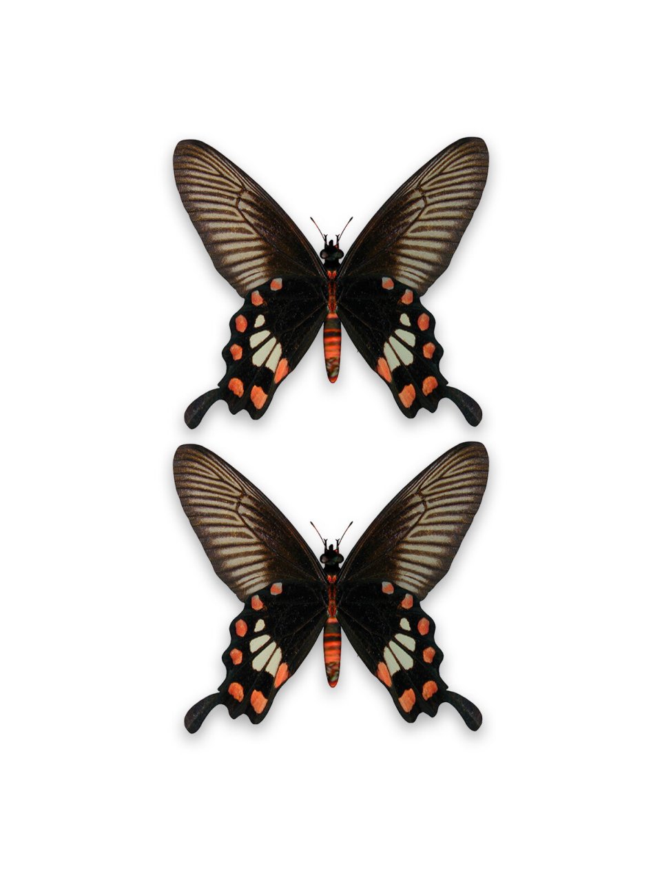 超美蝴蝶|红珠凤蝶 红珠凤蝶( pachliopta aristolochiae fabricius )