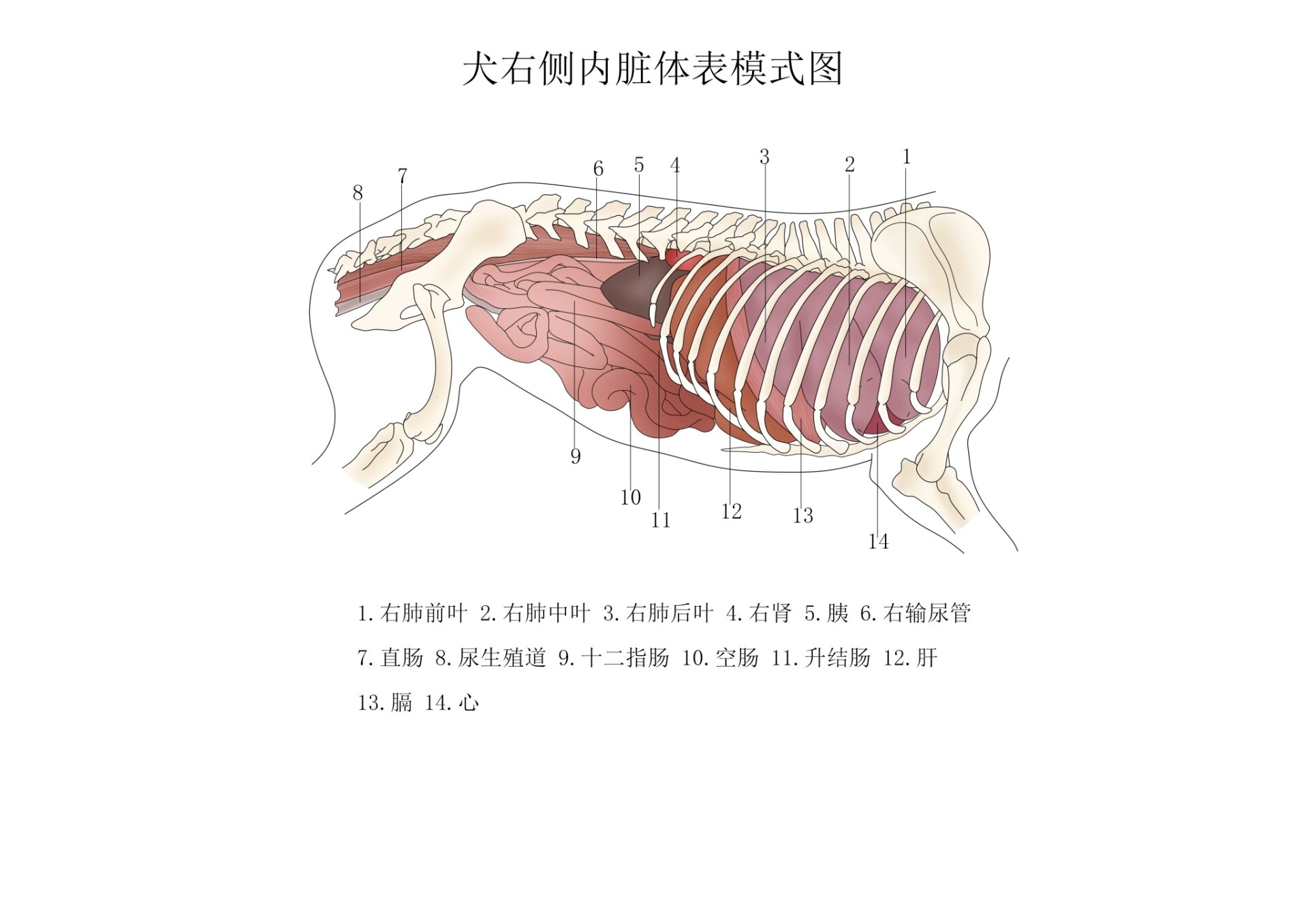 狗的结构层次图片