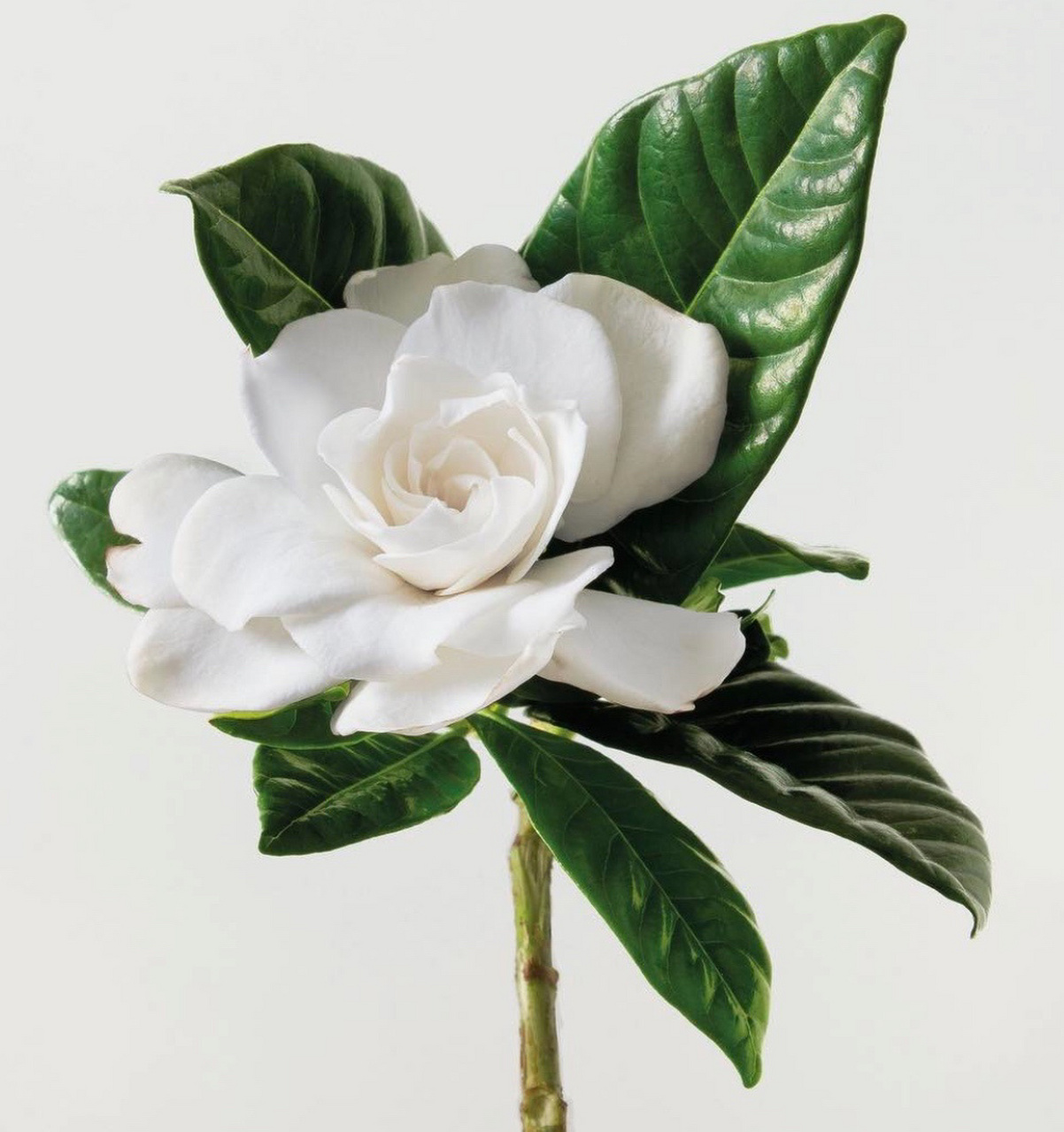 花材鉴赏|栀子花 栀子花(gardenia jasminoides) 别称黄栀子,山栀 原