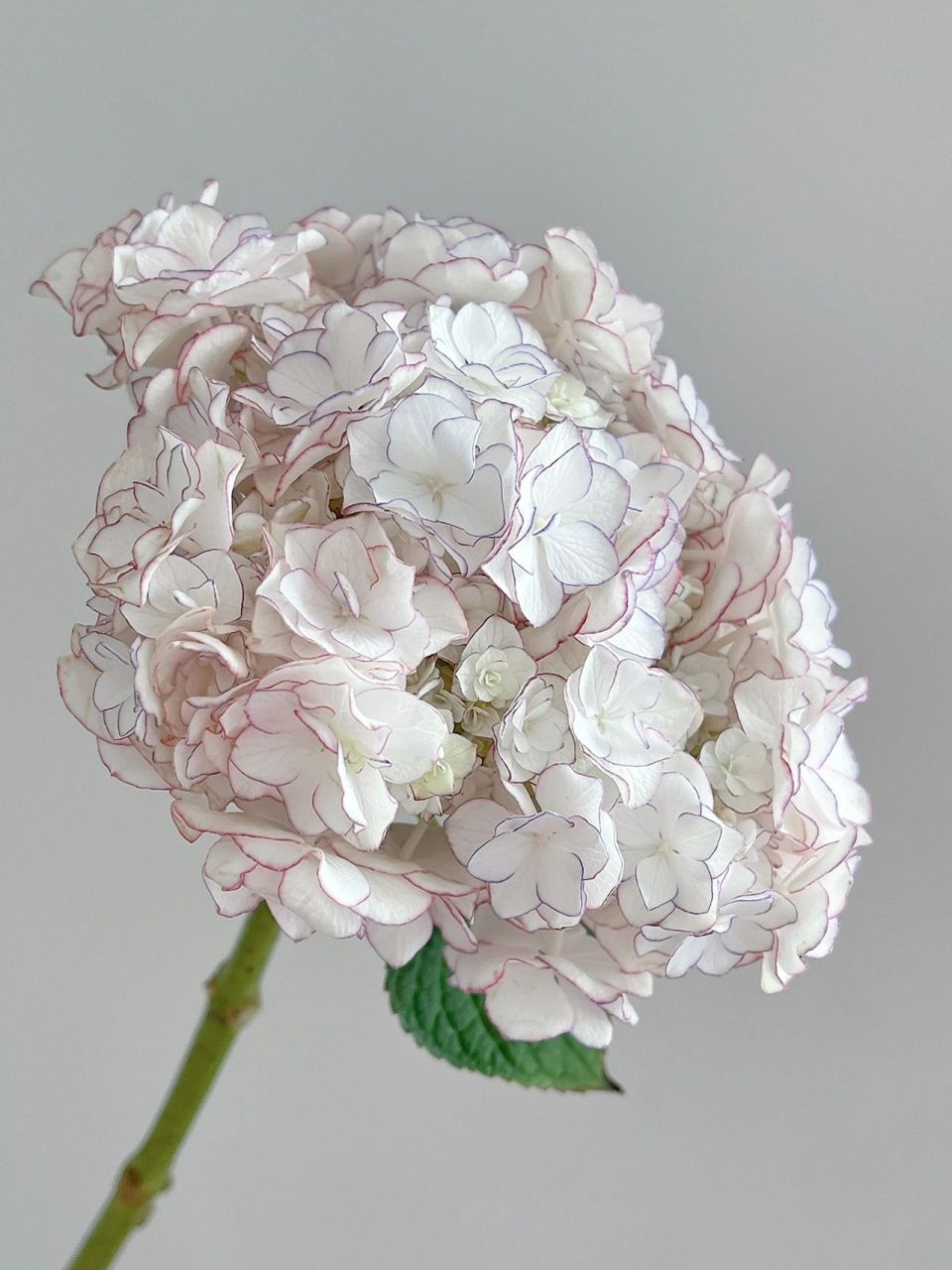 绣球|惠子小姐 这本来是一支粉边的惠子小姐,加花生命养护8天后变成了