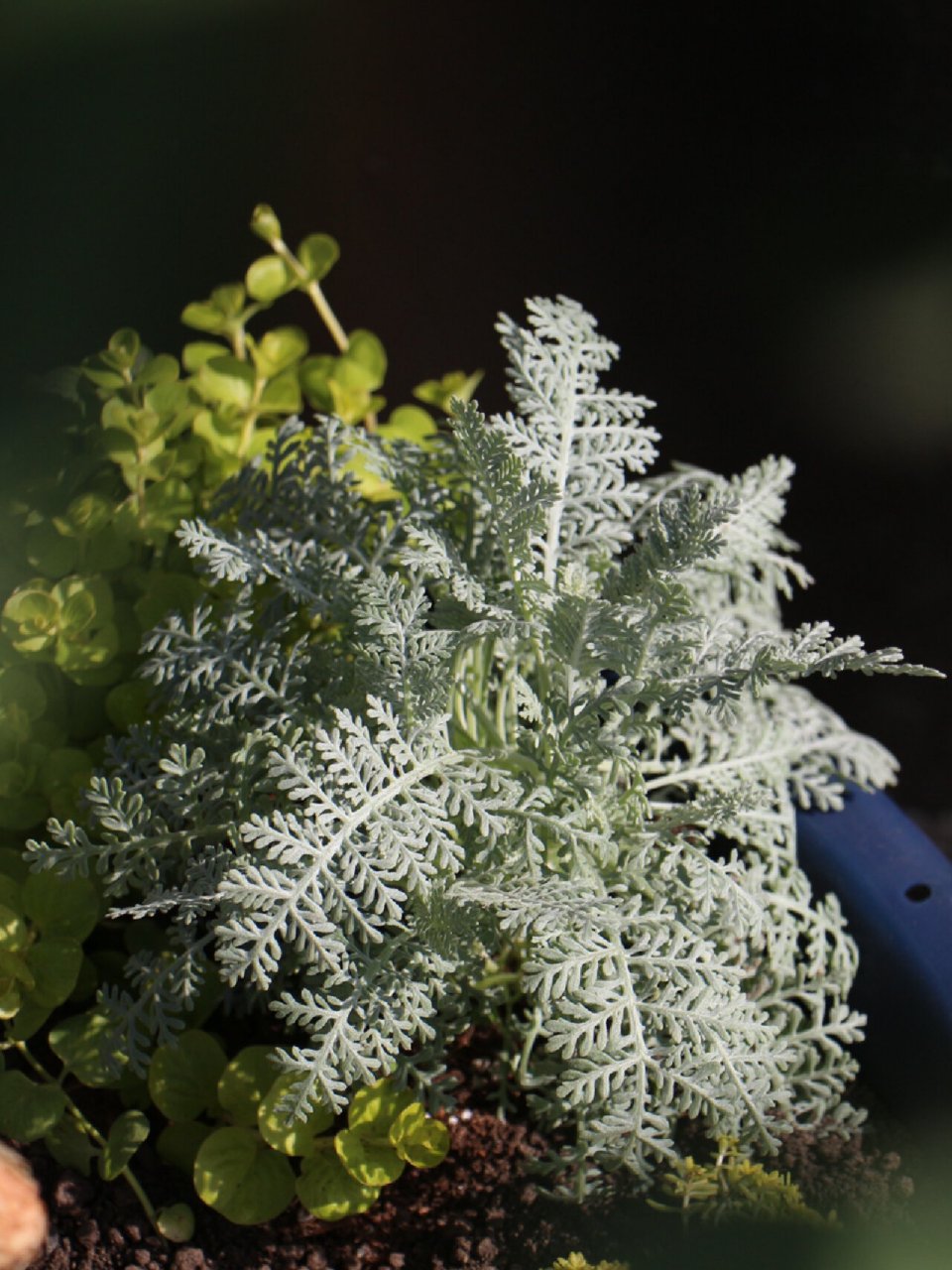 超精致银叶菊95「赛车手」,天生自带高级灰7515 银叶菊,因其银