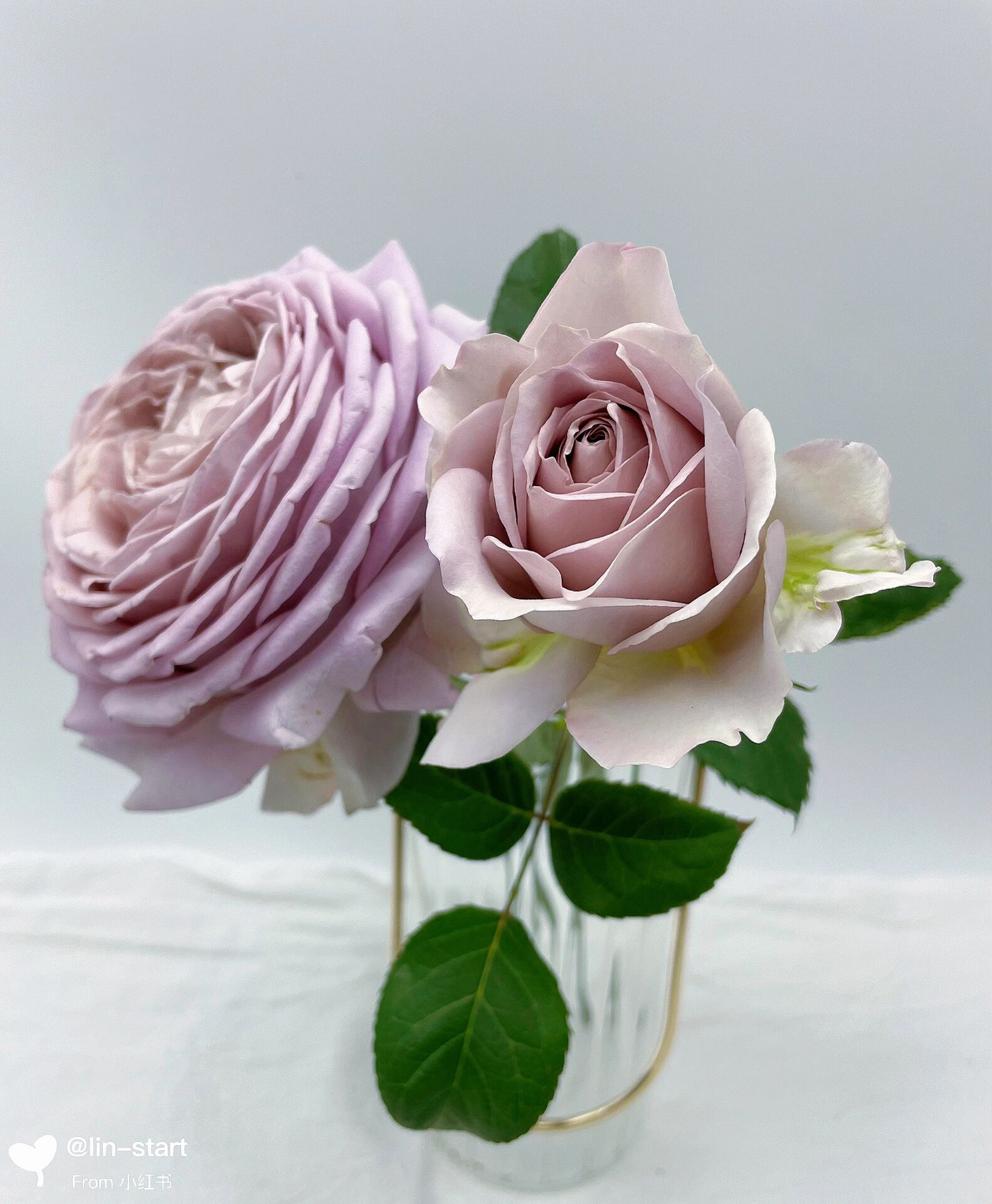 慈善月季  高级复古色切花 慈善月季颜色非常特别,很高级的复古色调