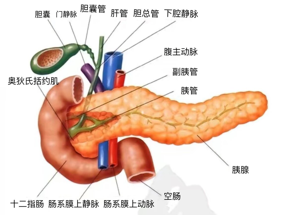 胰腺的解剖结构