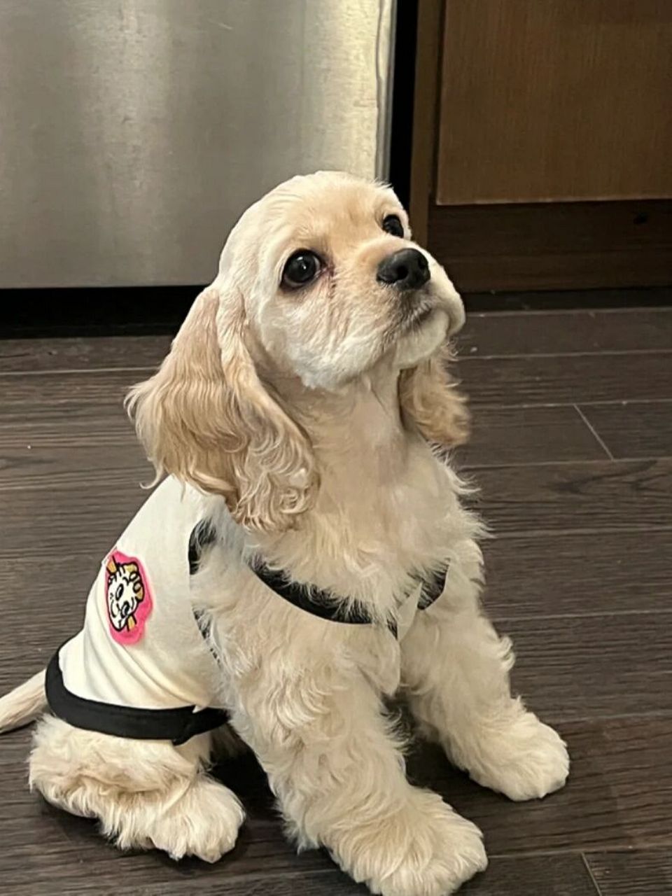 要不要养一只美卡呢?答案是当然的啦!