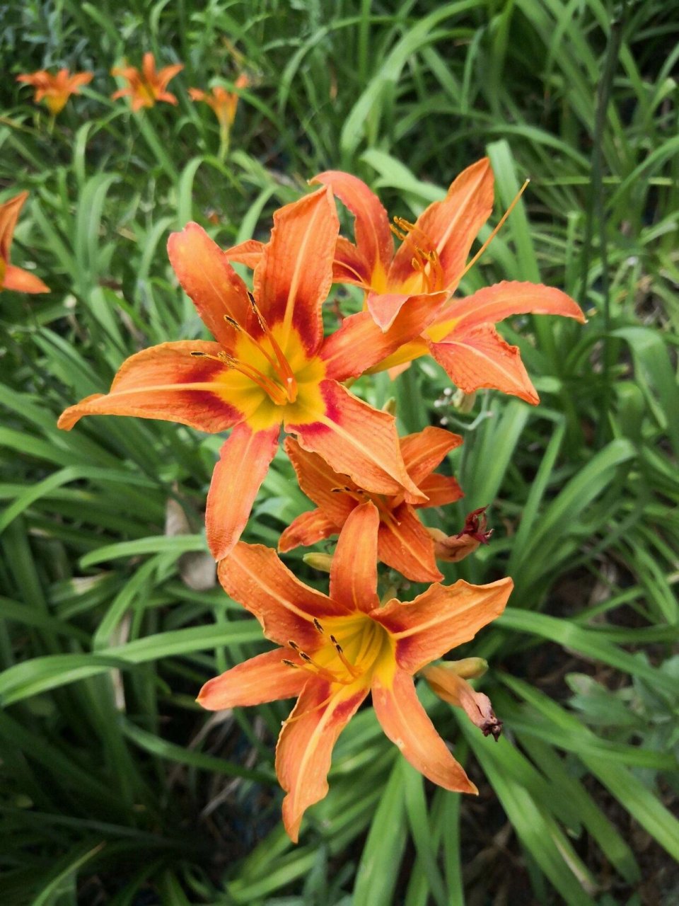 忘忧草其实就是黄花菜也叫萱草花 黄花菜,既萱草又名忘忧草,代表爱的