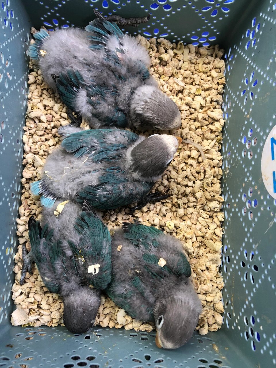 普兰白面牡丹鹦鹉