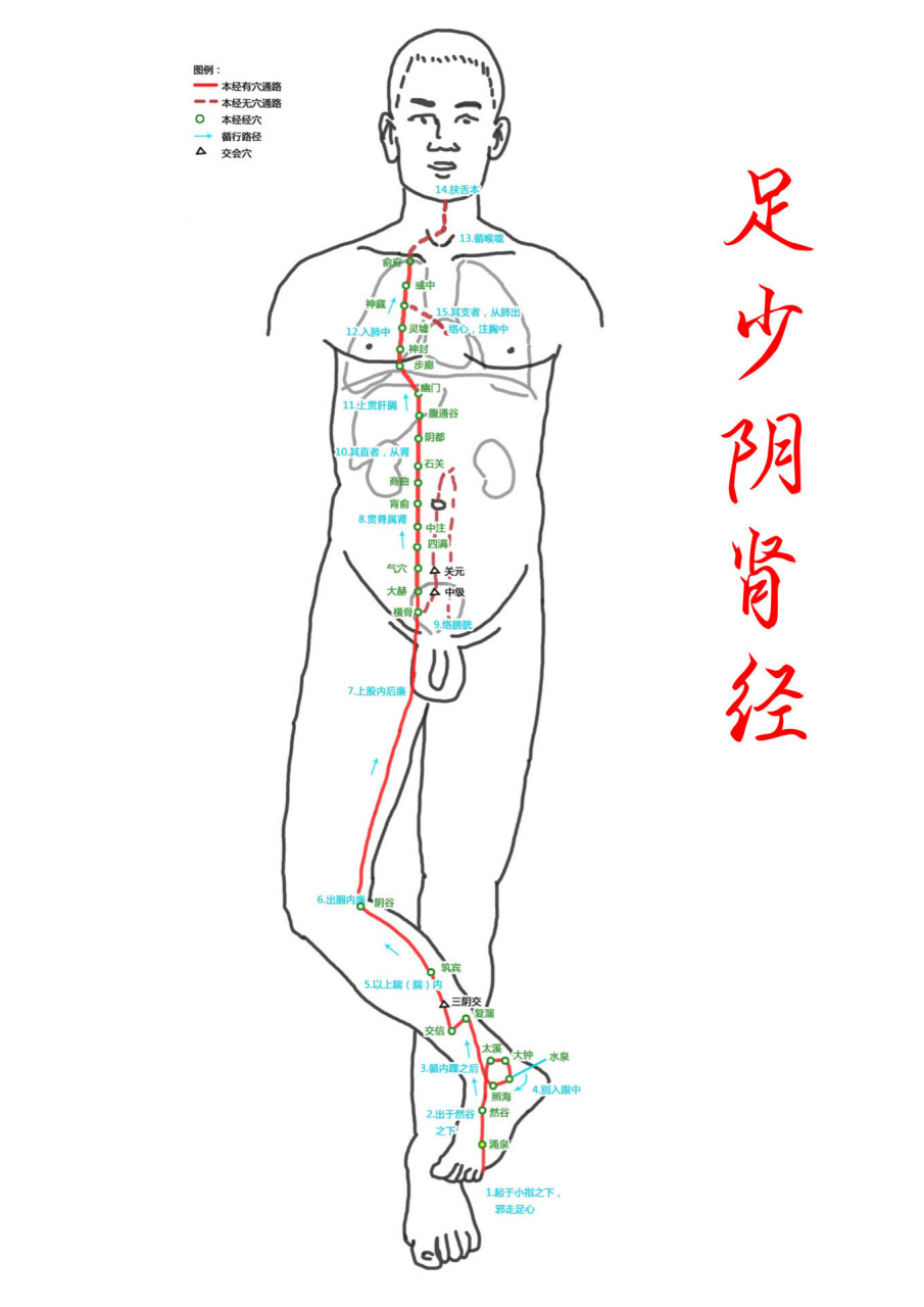 大腿内侧肾经位置图片