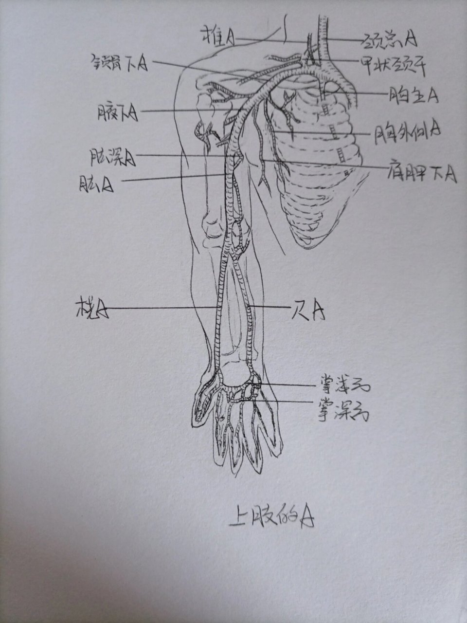 上肢动脉