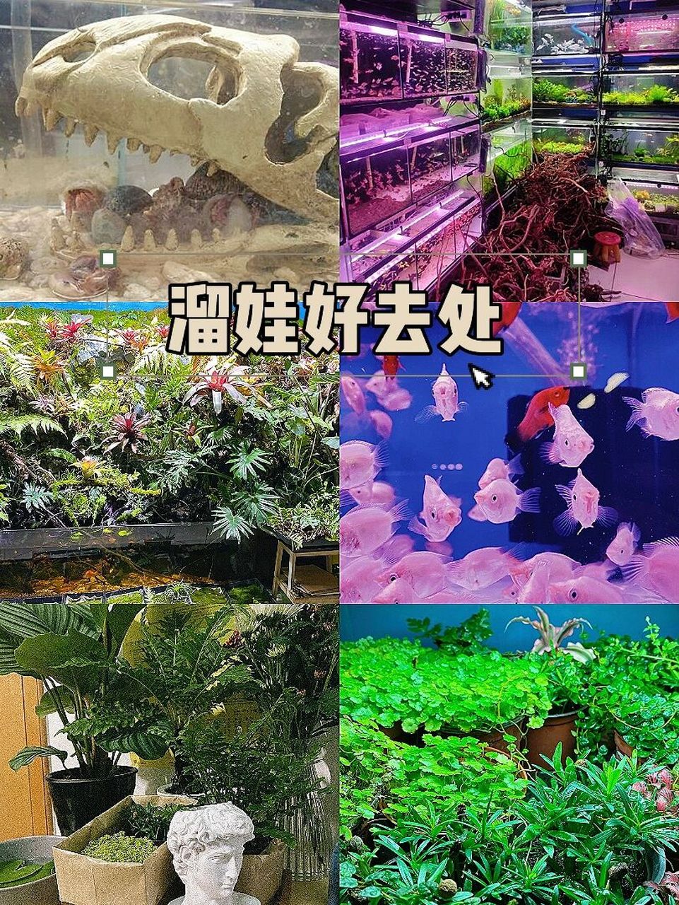 北京十大花鸟鱼虫市场,人间烟火 连《爸爸去哪儿》都会去的地方,北京