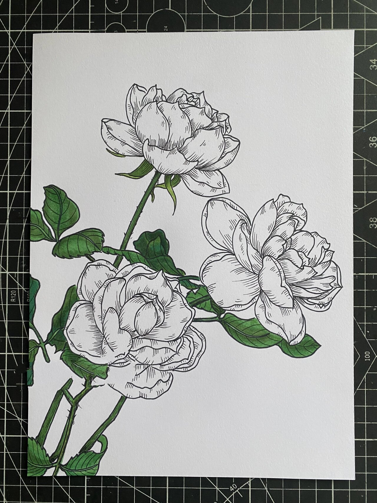 月季‖线描‖马克笔‖原创【附过程】