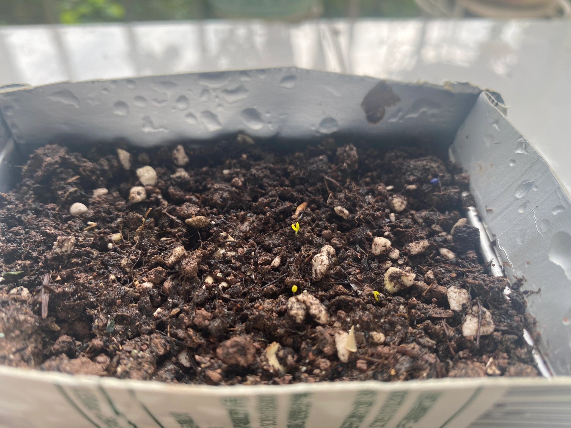 冰菜种子发芽啦 不知道能不能顺利长大 播种前看到网上说白菜种子很难