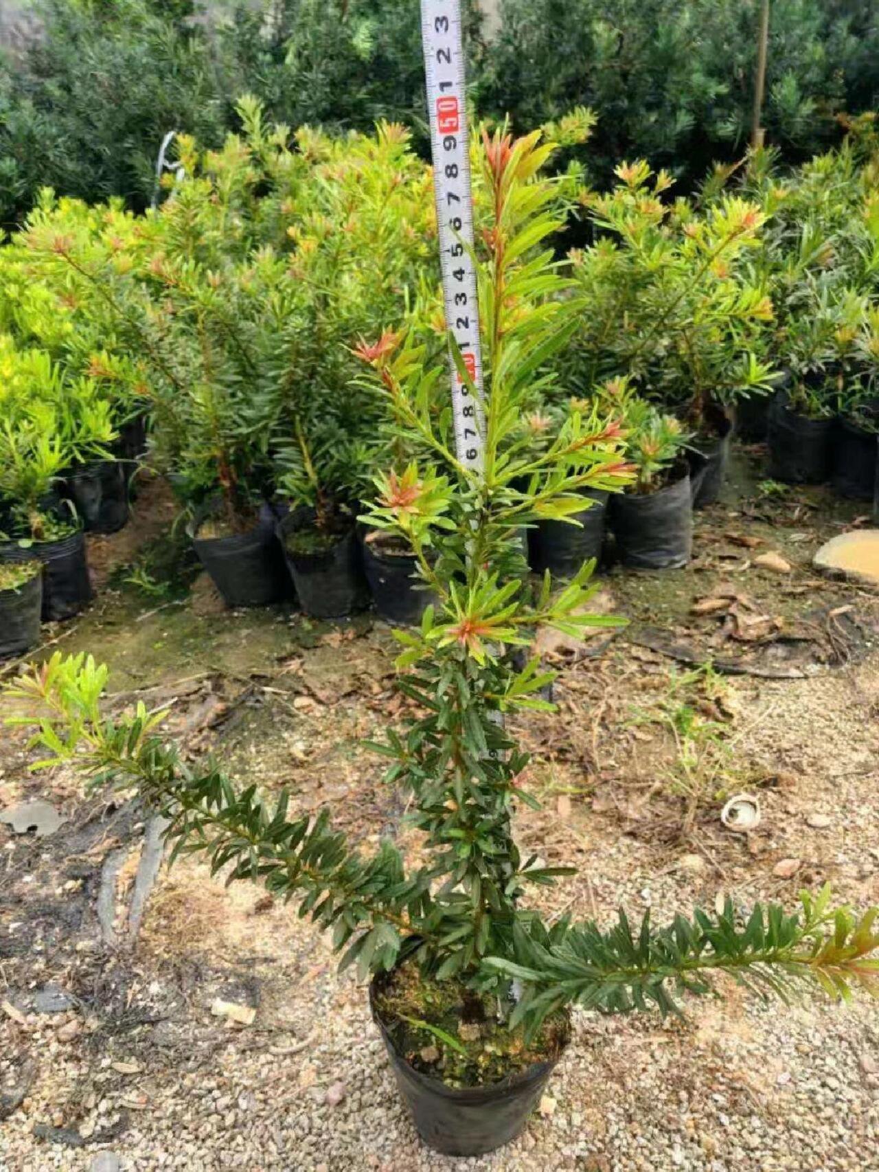 太子妃罗汉松 海岛罗汉松 太子妃罗汉松 红心红芽罗汉松 .