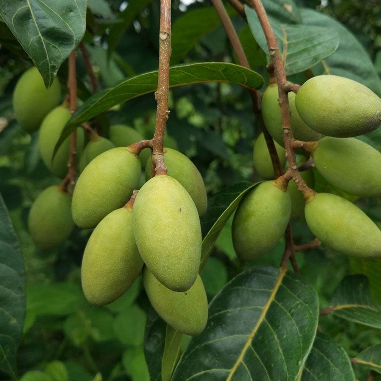 88元五斤包邮      ,潮汕人来自家的,金灶产,好吃不贵,多吃橄榄对身体