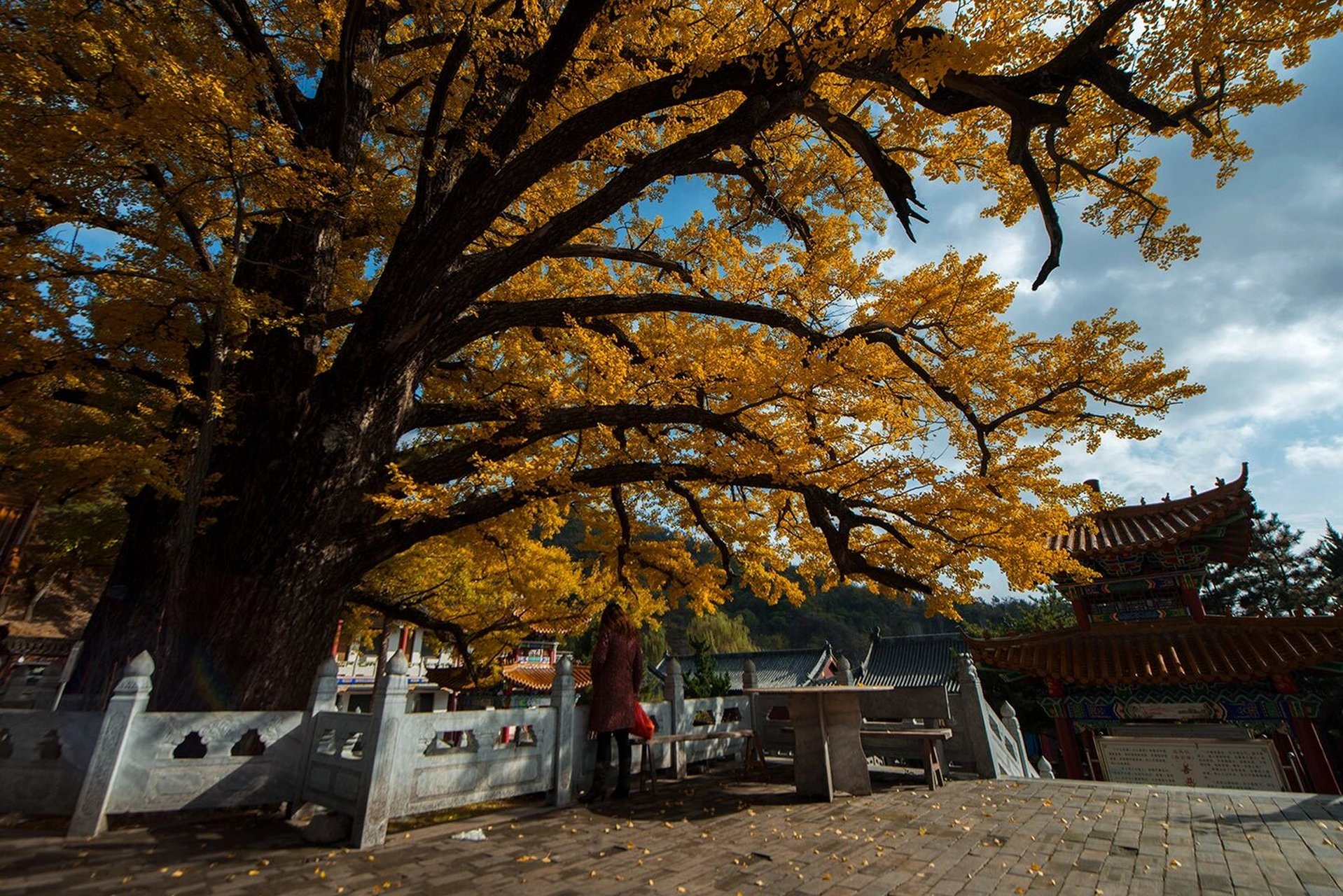 平顶山|金秋里的文殊寺 鲁山四棵树乡文殊寺的银杏即将进入最佳观赏期