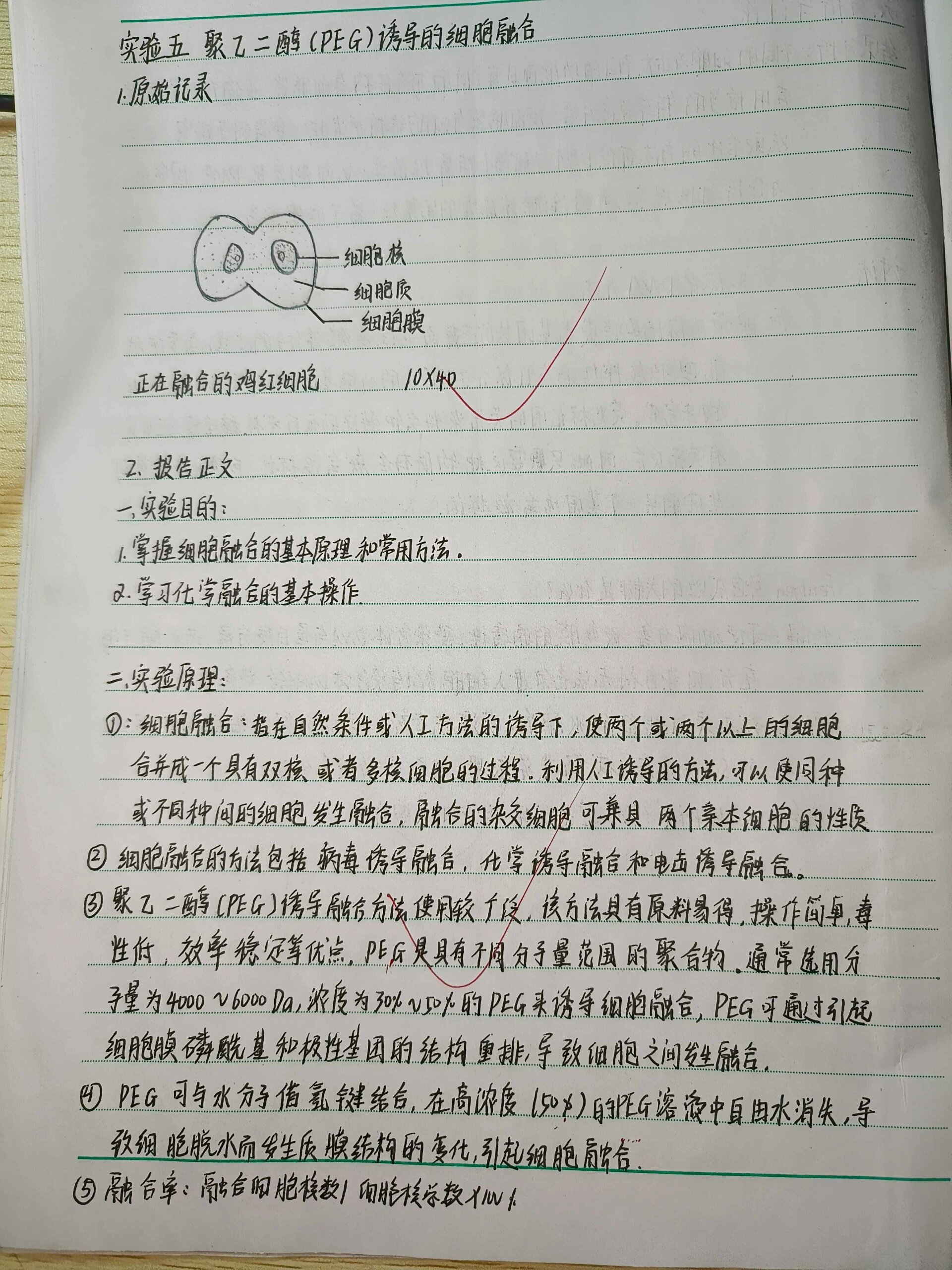 细胞生物实验报告 聚乙二醇诱导的细胞融合