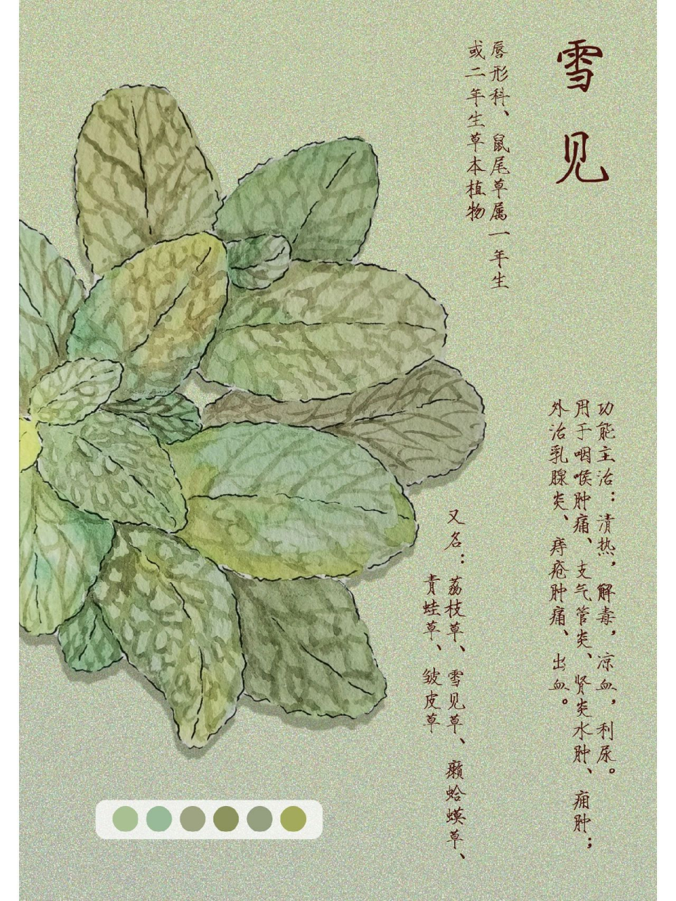 本草纲目—雪见 雪见草是唇形科,鼠尾草属一年生或二年生草本植物 性