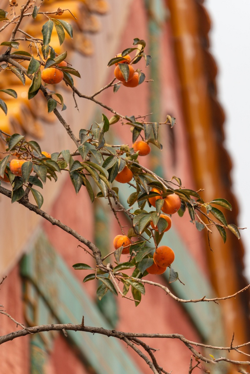 【#故宫柿子成熟与红墙相映成景#】深秋时节,故宫里的柿子红了,挂满