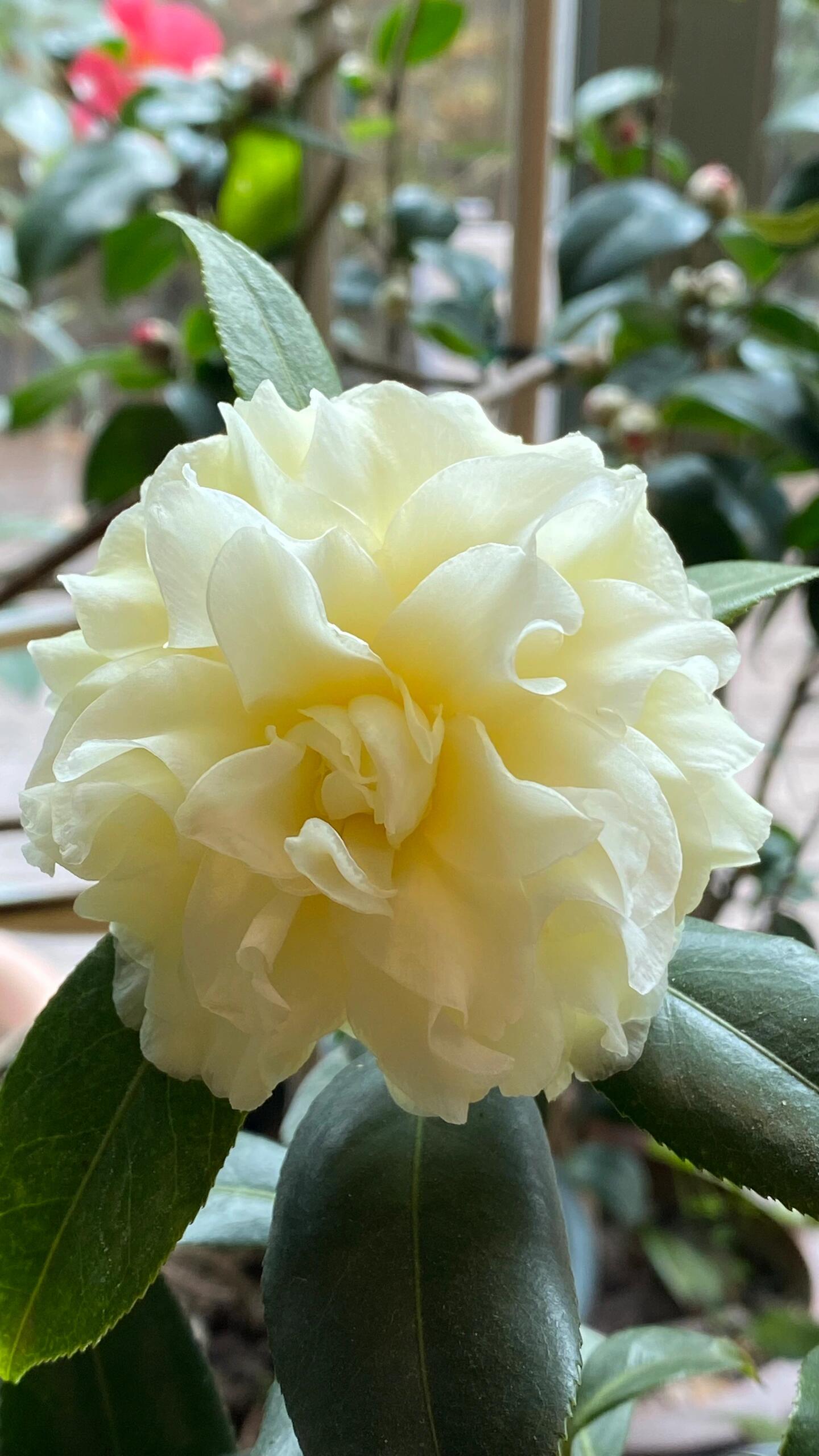 茶花"正黄旗"