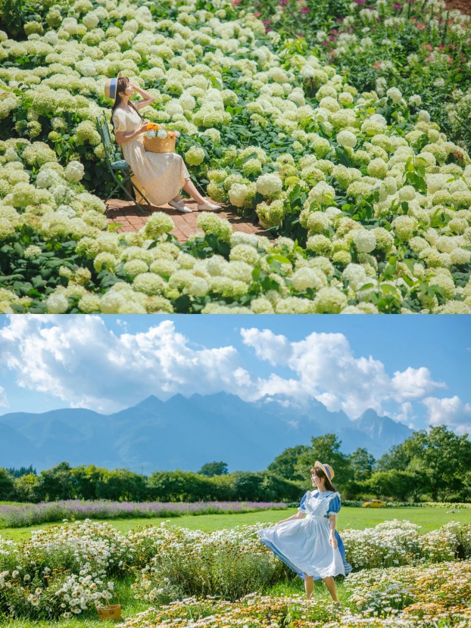 第二次来丽江听花谷了,上次36615月份来的时