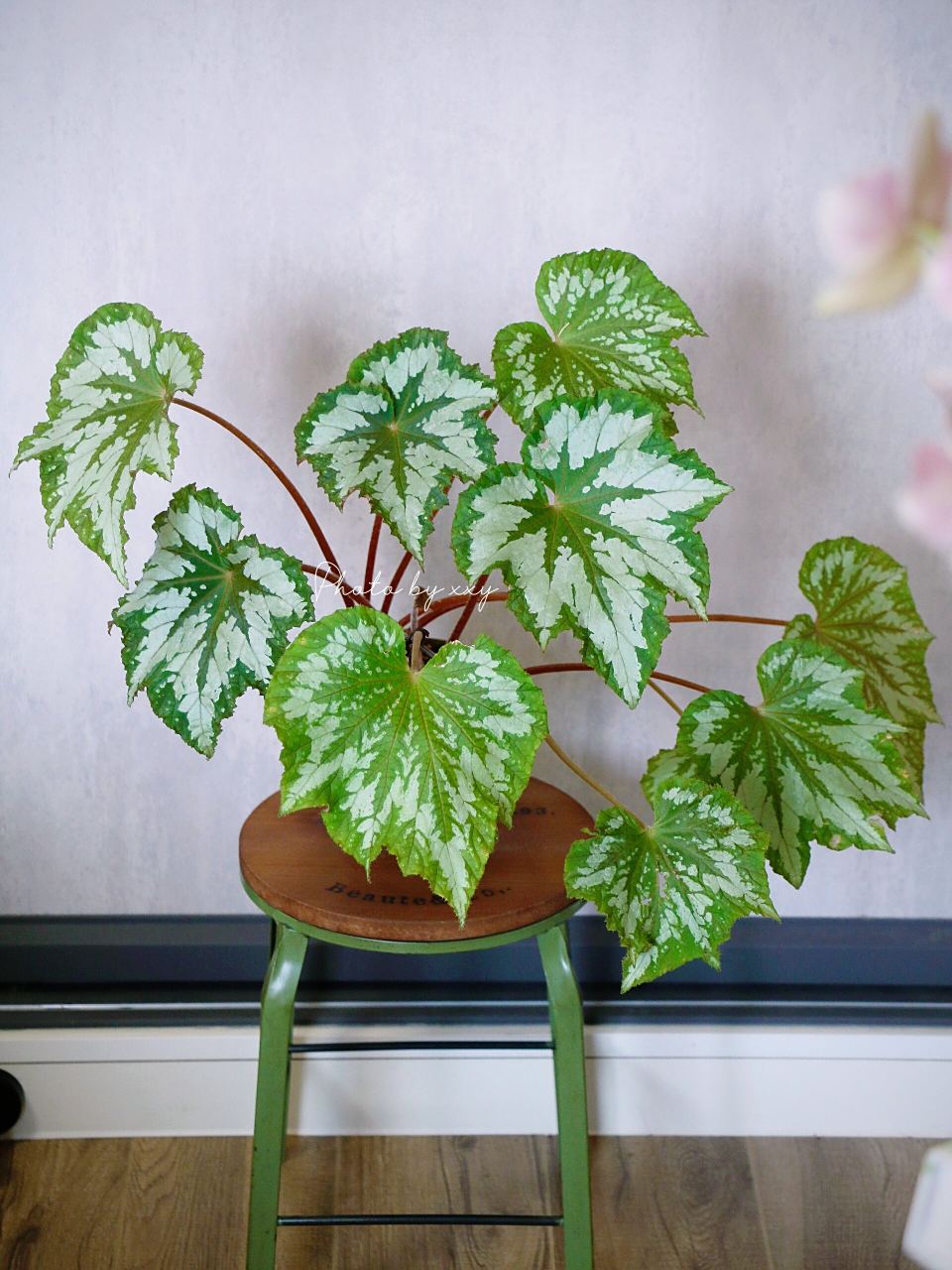 大螃蟹的秋海棠|植物鸟秋海棠 好久没拍秋海棠了 经过一个摆烂的夏天 