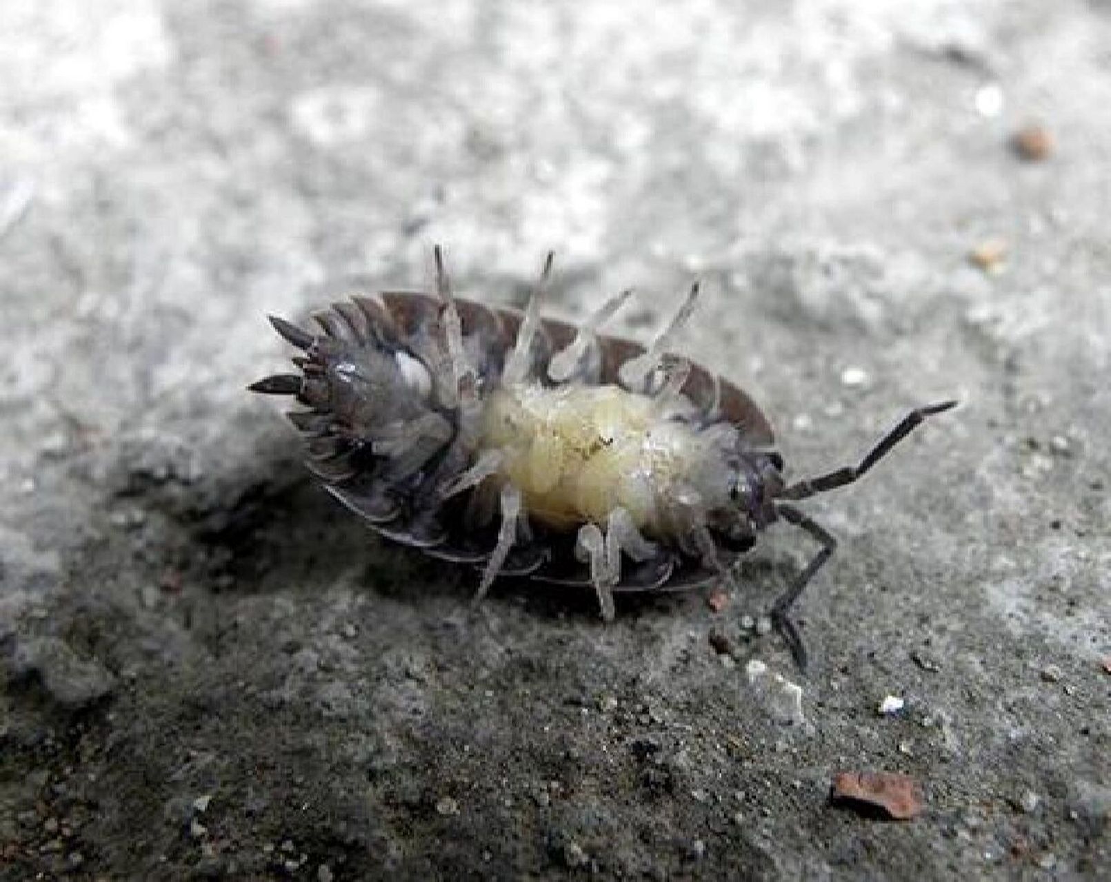 墙缝里竟然有西瓜虫,怎么把西瓜虫消灭掉 之前家里有西瓜虫,是朋友