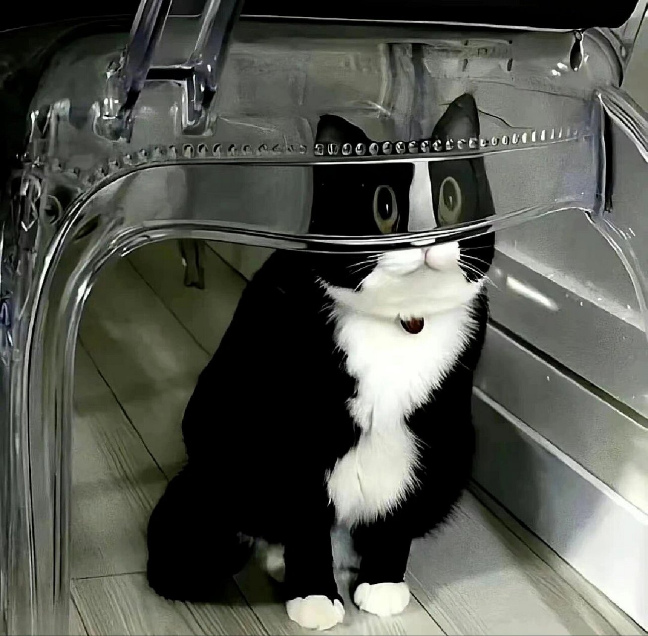 搞怪猫咪头像 自拿